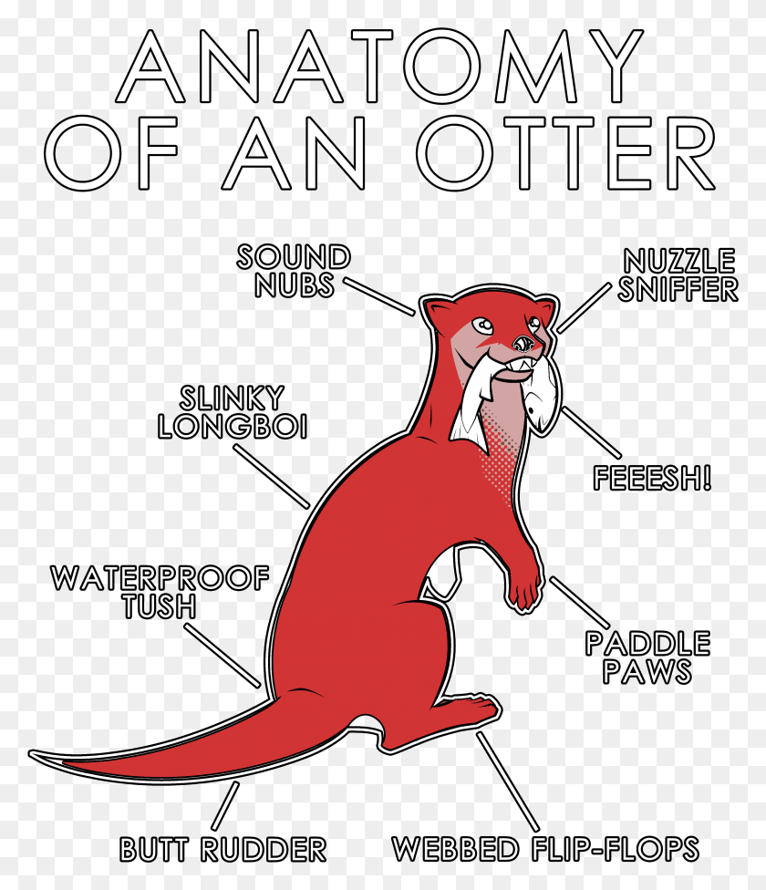 3513x4126 Anatomy Of An Otter, Mammal, Animal, Wildlife HD PNG Download