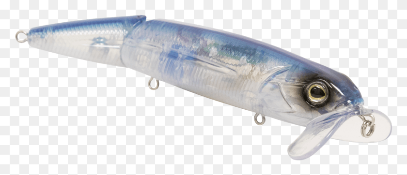 1186x460 Anchovy Food, Fishing Lure, Bait, Sea Life HD PNG Download