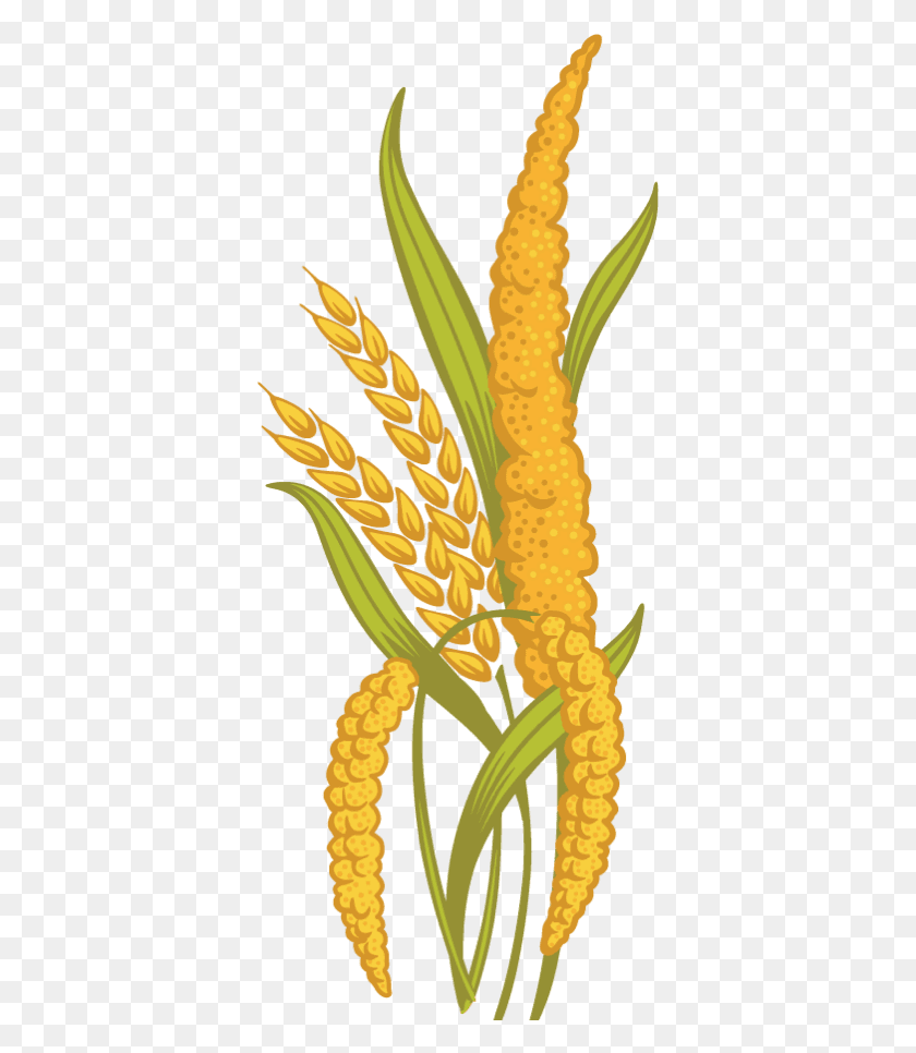 370x906 Ancient Grains Cliparts Millet Clipart, Plant, Vegetable, Food HD PNG Download