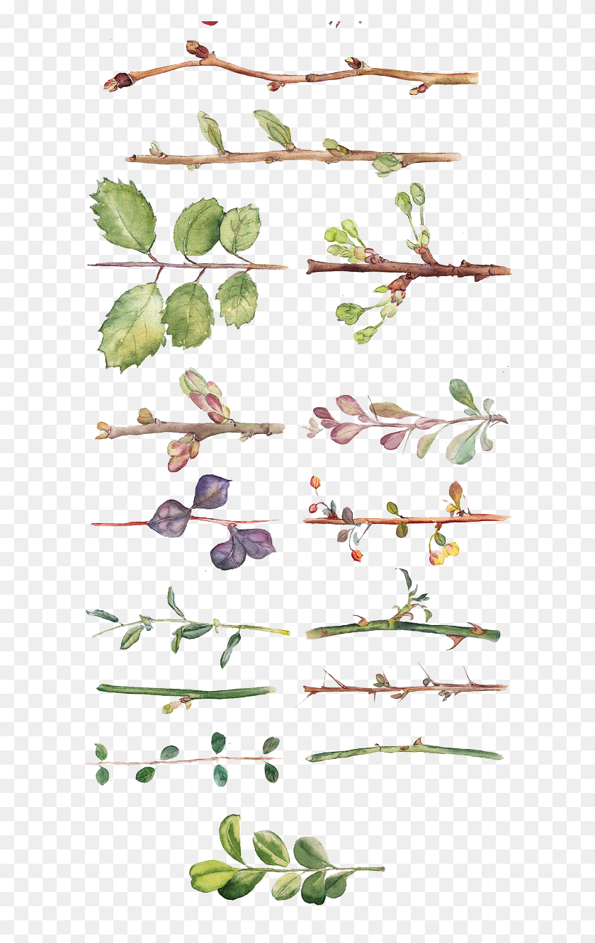 658x1272 And All Flower Kinds Of Leaves Watercolor Clipart Akvarelnie Vetochki, Plant, Leaf, Potted Plant HD PNG Download
