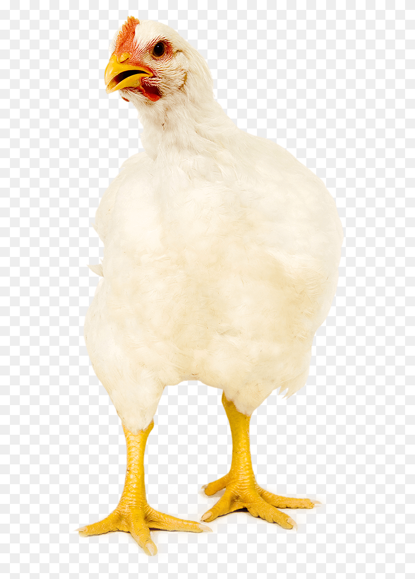 555x1112 And Broilers With Clinical Evidence Chicken, Bird, Animal, Hen HD PNG Download