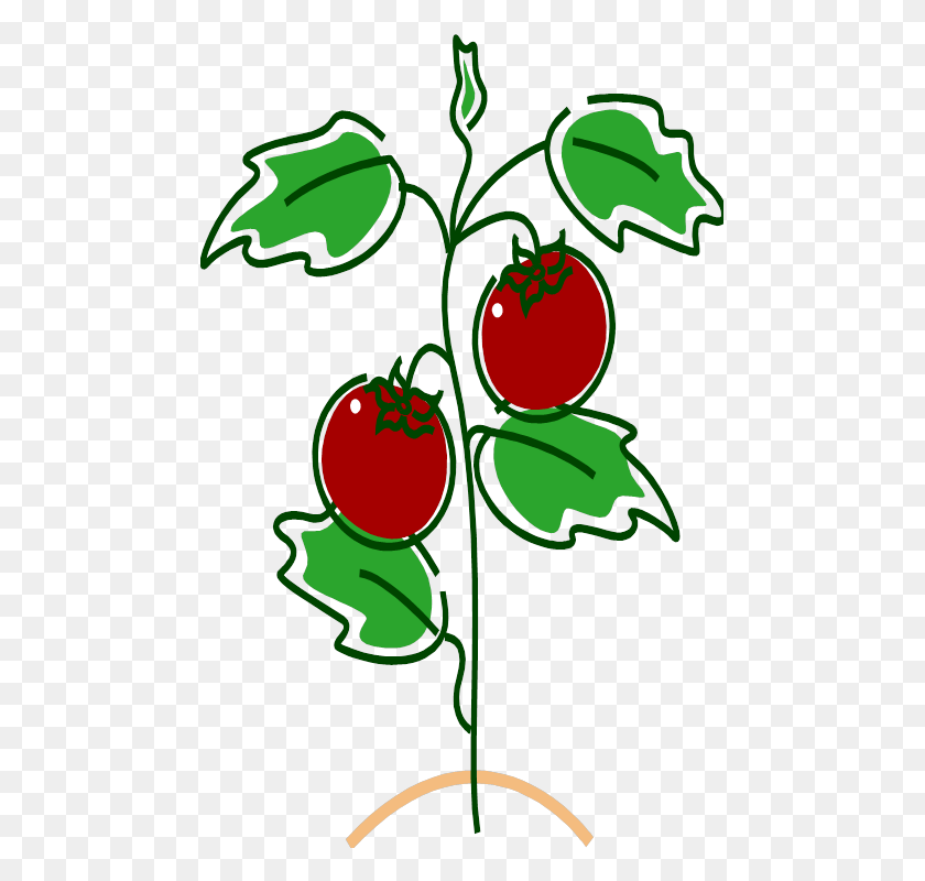 475x740 And By The Time The Tomato Was In The House It Was, Plant, Fruit, Food HD PNG Download