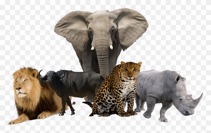 1009x609 And Cape Buffalo Big Five Animals, Lion, Wildlife, Mammal HD PNG Download
