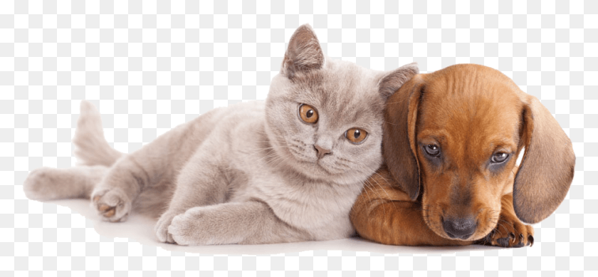 926x391 And Horse Sitting Pet Dog Together Cat Clipart Cat And Dog, Mammal, Animal, Abyssinian HD PNG Download