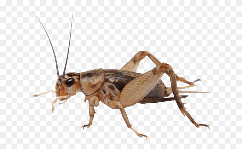 638x459 And It39s Great For The Planet As Well Cricket Insect Sound, Cricket Insect, Invertebrate, Animal HD PNG Download
