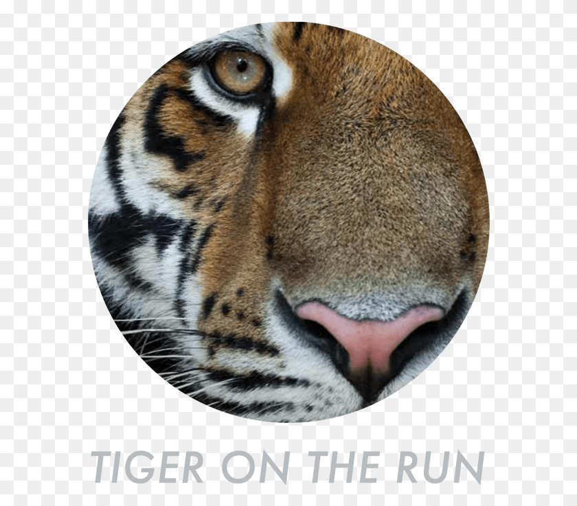 586x677 Descargar Png / Tigre Siberiano, La Vida Silvestre, Animal, Mamíferos Hd Png