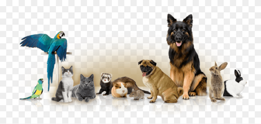 960x420 And Private In Home Boarding Services Different Pets, Dog, Pet, Canine Descargar Hd Png