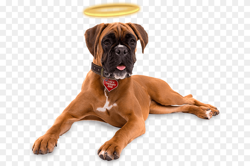 Angel Dog Transparent, Animal, Boxer, Bulldog, Canine PNG