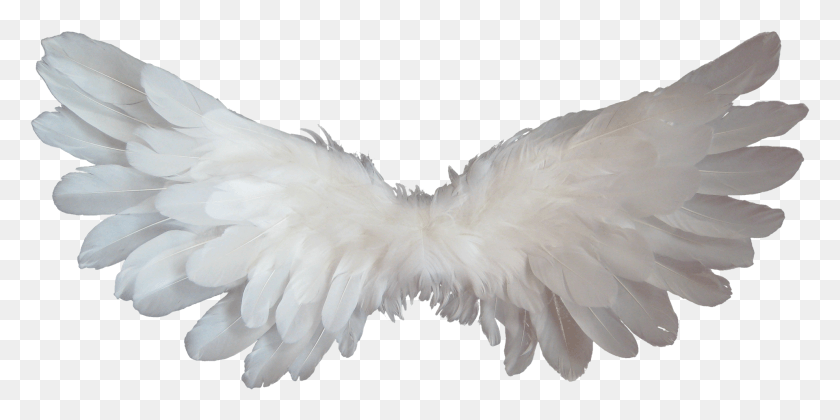 1920x888 Angel Heaven Clip Art Baby Angel Wings, Bird, Animal, Waterfowl HD PNG Download
