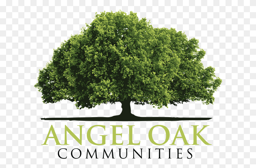 620x492 Angel Oak Communities Mexican Pinyon, Tree, Plant, Sycamore HD PNG Download