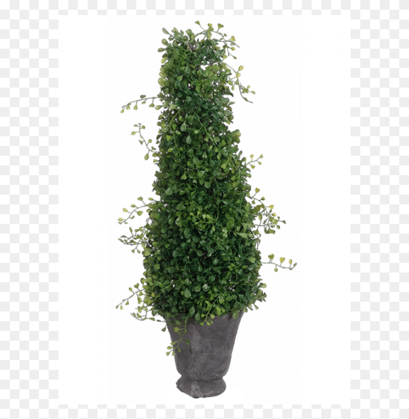 601x801 Angel Vine Cone Topiary In Terra Cotta Pot Green Sageretia Theezans, Bush, Vegetation, Plant HD PNG Download