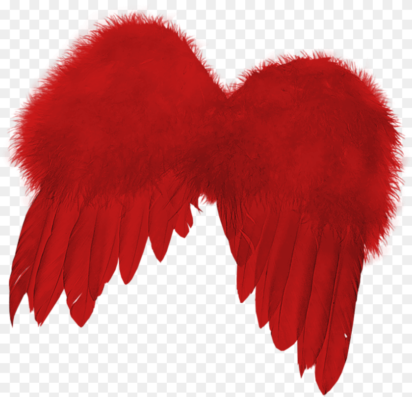 Angel Wing, Animal, Bird Transparent PNG