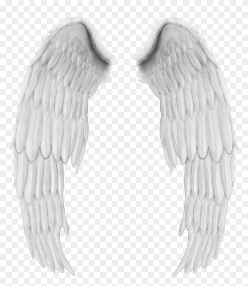 830x967 Angel Wings Collage Free Design Wing Wing Stickers Asas De Anjo, Bird, Animal, Waterfowl HD PNG Download