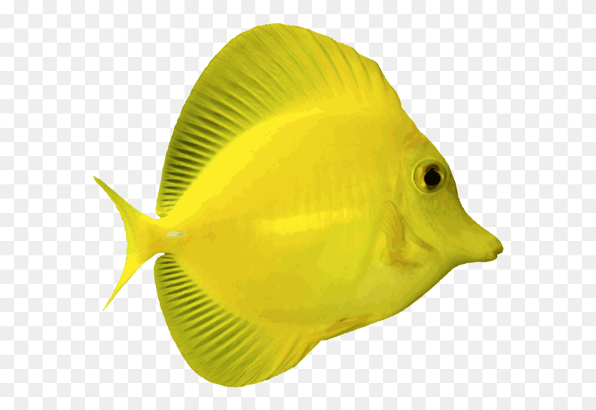 582x518 Angelfish Free Fish With Transparent Background, Animal, Sea Life, Surgeonfish HD PNG Download