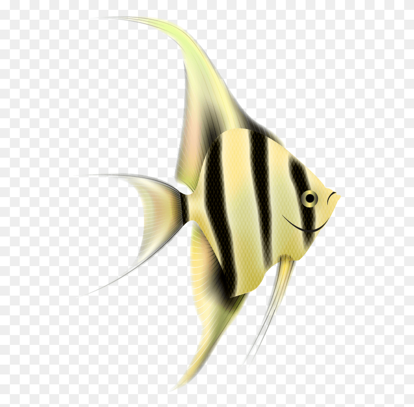 545x766 Рыба-Ангел Pomacentridae, Морская Жизнь, Рыба, Животное Hd Png Скачать