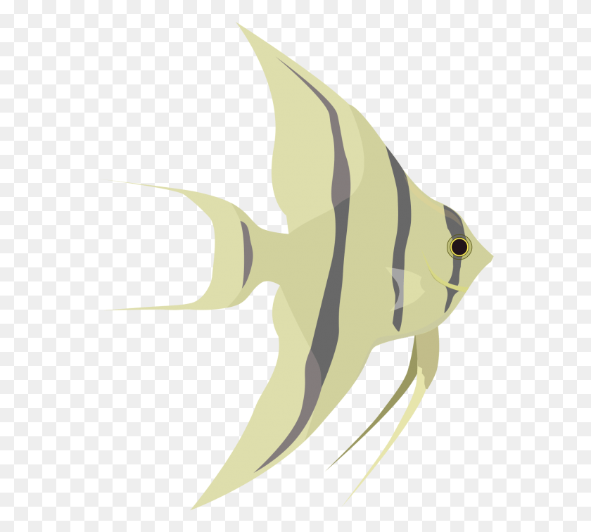 564x696 Angelfish Transparent Picture, Fish, Animal, Sea Life HD PNG Download