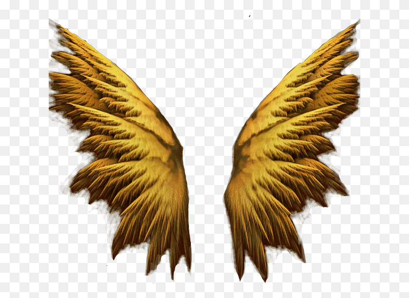 641x552 Angels Wings, Bird, Animal HD PNG Download