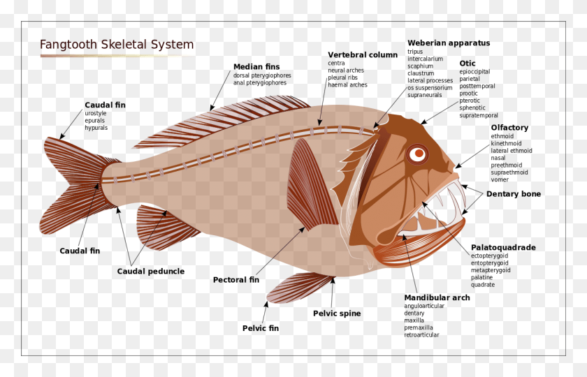 1280x788 Диаграмма Рыб-Удильщиков Анатомия Глубоководных Рыб, Животное, Морская Жизнь, Треска Png Скачать
