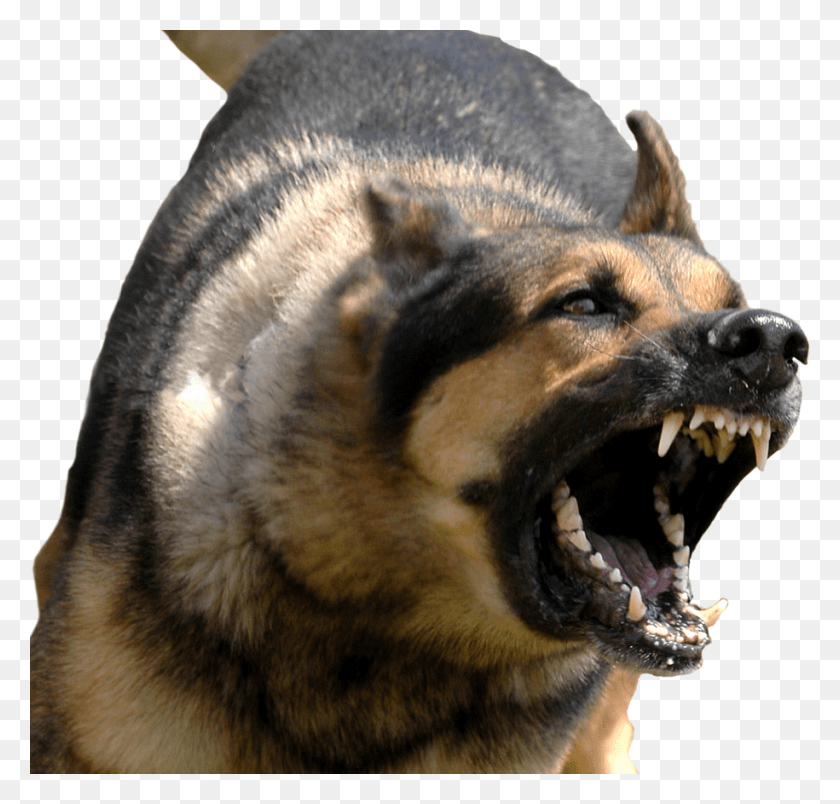 915x873 Angry Dog With Transparent Background Angry Dog Transparent Background, German Shepherd, Pet, Canine HD PNG Download