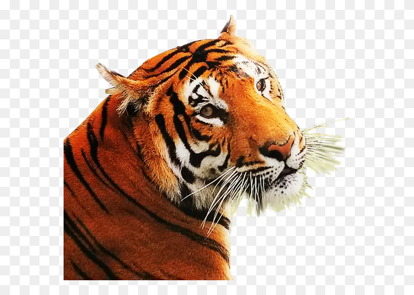 582x540 Png Сердитый Тигр