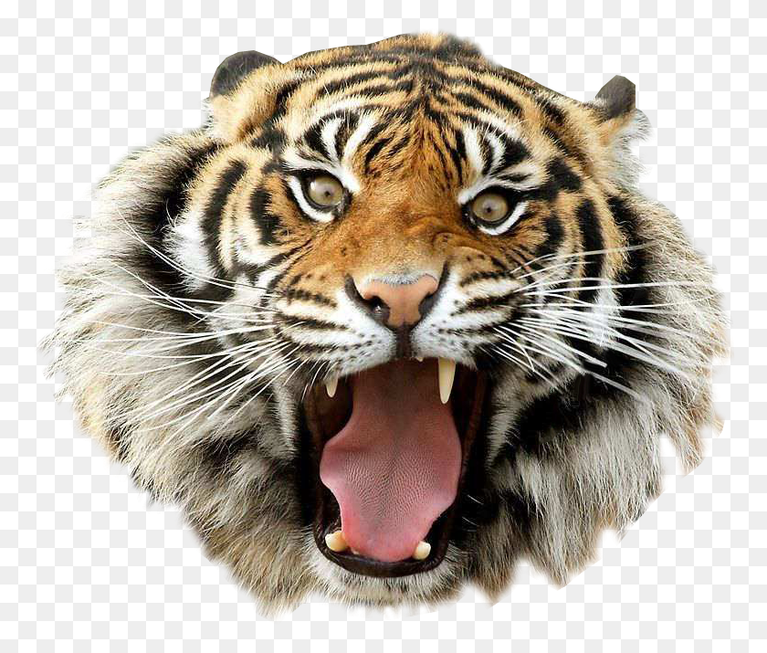 770x655 Злой Тигр Прозрачное Изображение Животное Графическое Изображение Тигр Прозрачный, Дикая Природа, Млекопитающее Hd Png Скачать