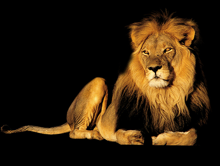 726x549 Animais Silvestres, Lion, Wildlife, Mammal HD PNG Download