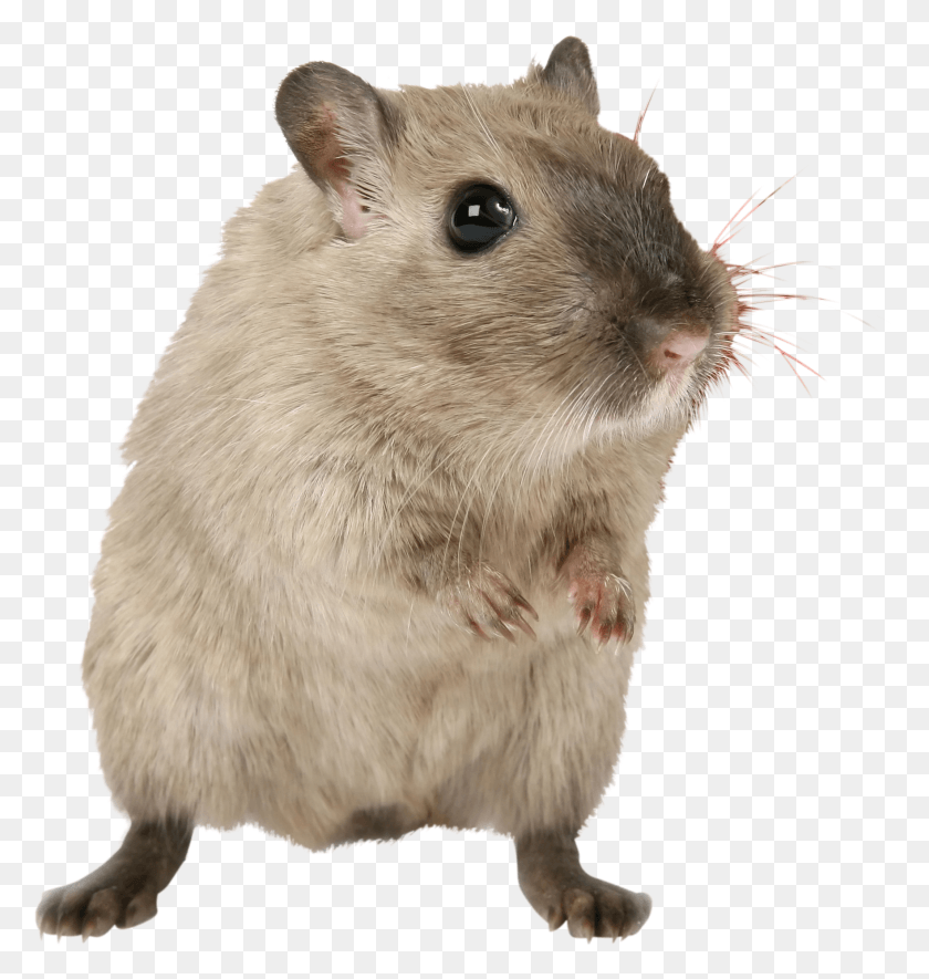 1763x1866 Animal 1238888 Clip Control Pest Christmas, Rat, Rodent, Mammal HD PNG Download