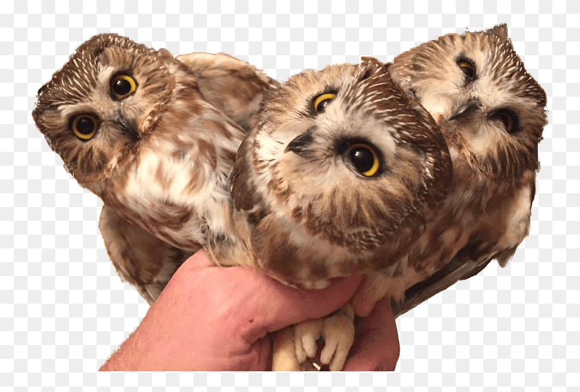 752x508 Animal Amp Personthree Baby Owls Three Baby Owls, Owl, Bird, Beak HD PNG Download