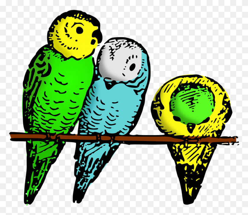 828x709 Animal Bird Budgie Lutz Parakeet Blue And Green Birds, Person, Human, Sport HD PNG Download