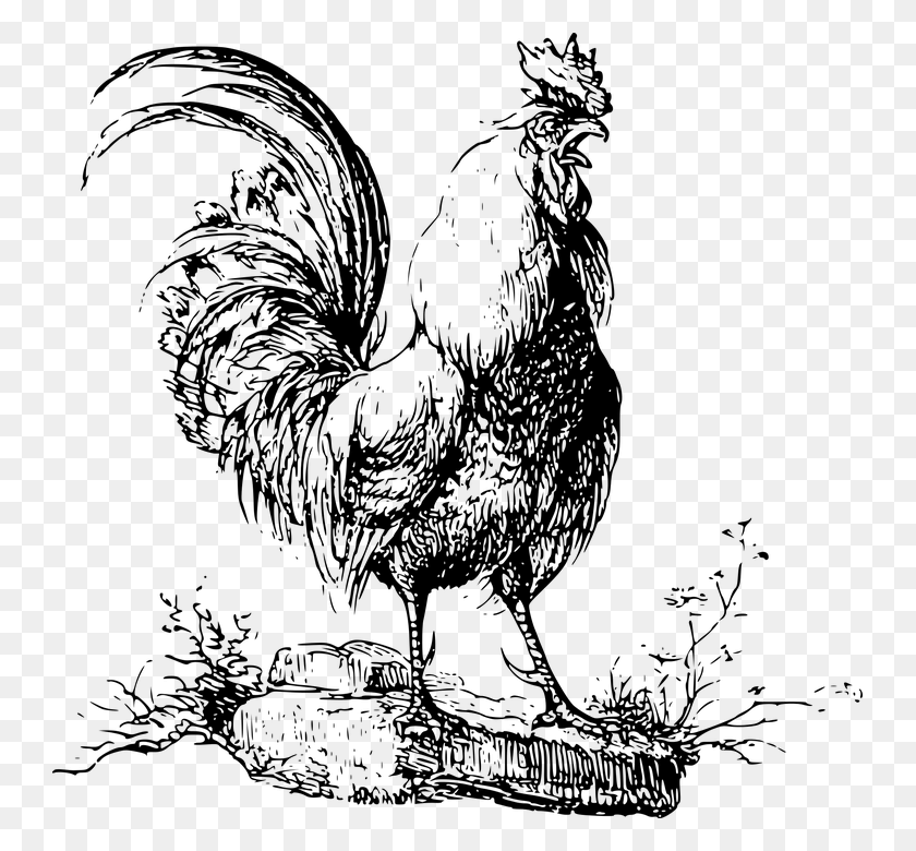 743x720 Animal Bird Chicken Cock Cockerel Rooster Drawing, Gray, World Of Warcraft HD PNG Download