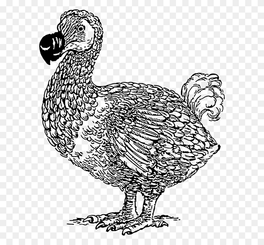 590x720 Animal Bird Dodo Extinct Flightless Mauritius Do Do Bird Drawings, Gray, World Of Warcraft HD PNG Download