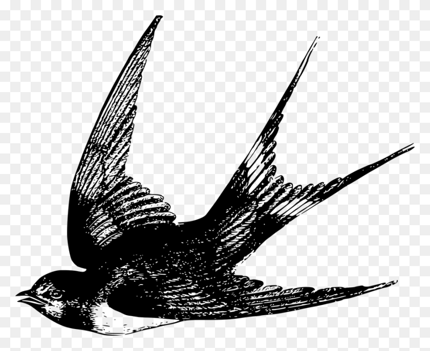 897x720 Animal Bird Flight Flying Swallow Swallow Bird Drawing, Gray, World Of Warcraft HD PNG Download