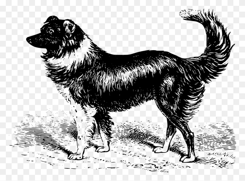 960x691 Animal Border Canine Collie Dog Mammal Sheep Vintage Dog Illustration, Gray, World Of Warcraft HD PNG Download