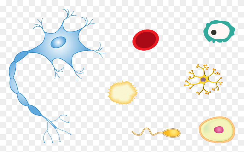 904x536 Animal Cell Business, Graphics, Stain HD PNG Download