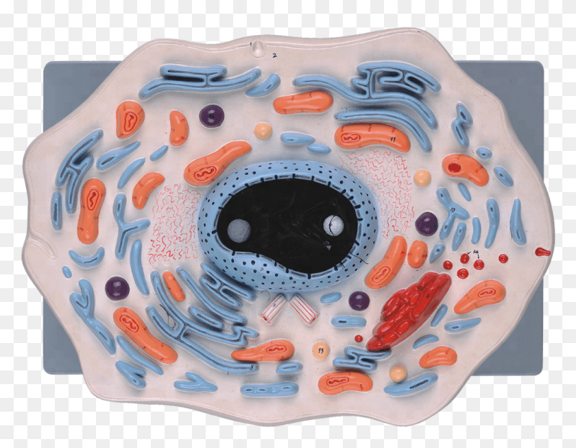 1001x762 Animal Cell Model For School Teaching Inflatable, Birthday Cake, Cake, Dessert HD PNG Download