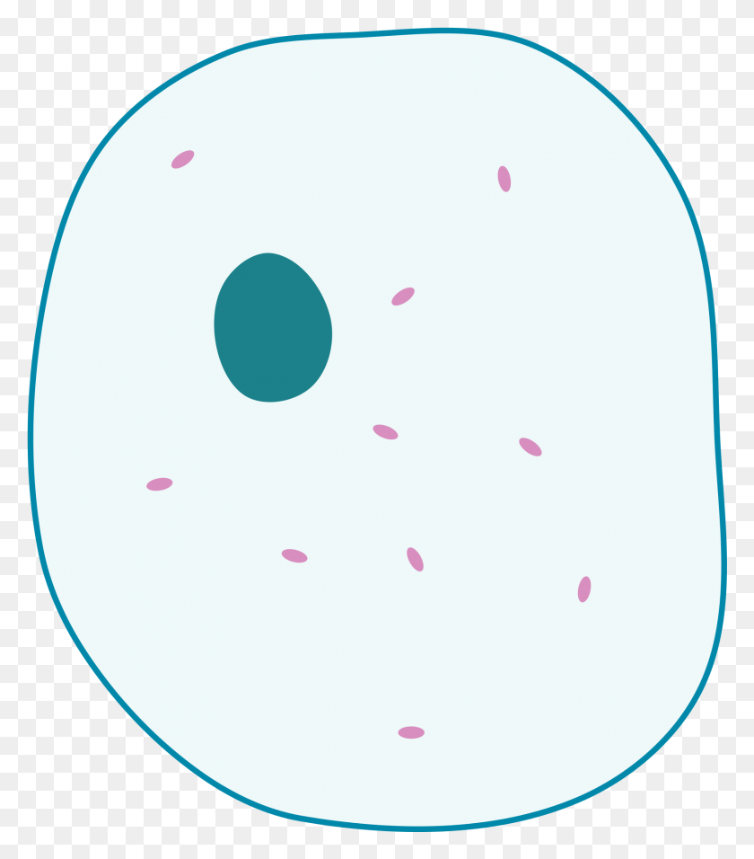 1715x1972 Animal Cell Simple Animal Cell Diagram Without Labels, Paper, Confetti, Balloon HD PNG Download