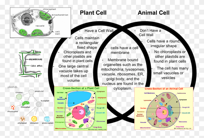 1035x676 Animal Cells That Is Not In Plant Cells, Text, Diagram HD PNG Download