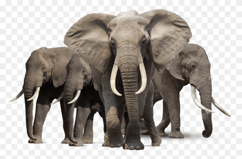 1084x685 Elefante, La Vida Silvestre, Mamíferos Hd Png