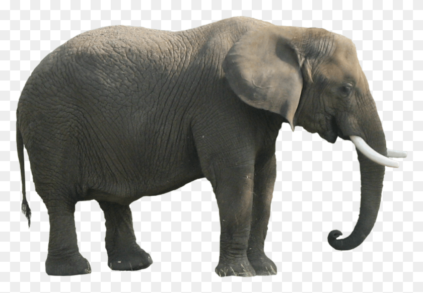 990x663 Животное Слон Африканский Лесной Слон, Дикая Природа, Млекопитающее, Статуя Hd Png Скачать