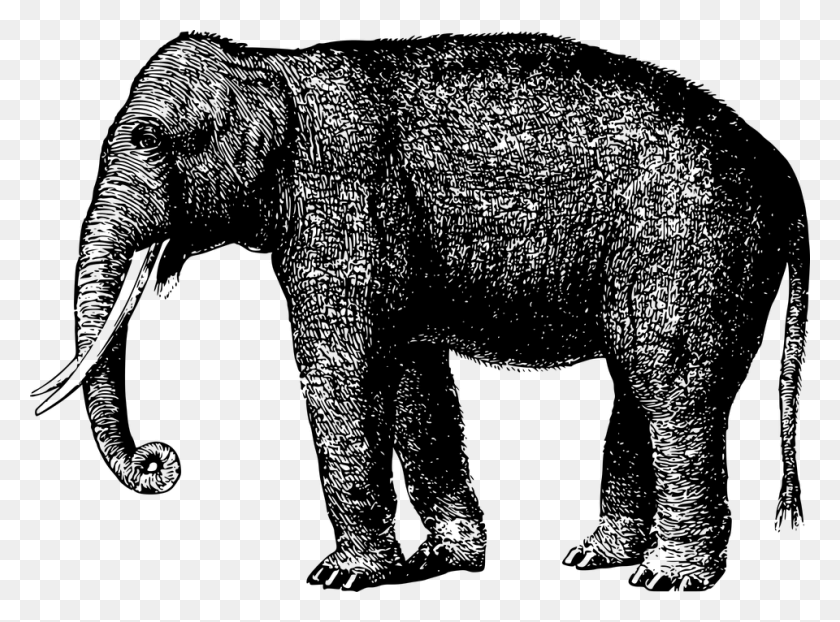 960x692 Животное Слон Млекопитающее, Серый, Мир Варкрафта Png Скачать