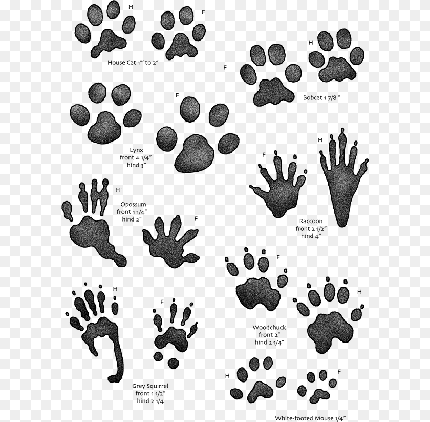 600x823 Animal Footprints Identification Uk, Footprint, Person Clipart PNG