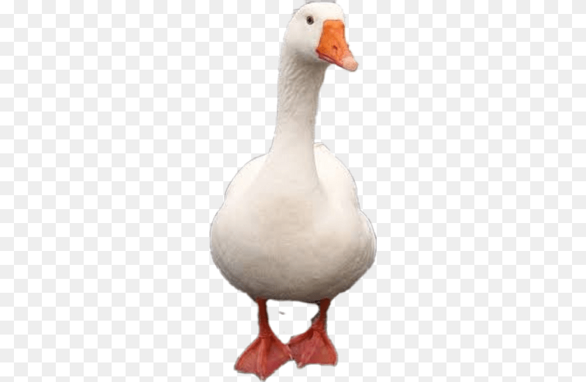 240x548 Animal Goose Freetoedit Scanimal Goose, Bird, Waterfowl, Anseriformes PNG