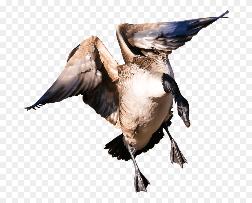 698x616 Animal Goose Poultry Greylag Goose Fly Wing Aves De Capoeira, Bird, Waterfowl, Mallard HD PNG Download