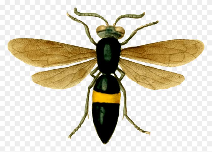 1280x890 Animal Hornet Insect Wasp Image Wasp, Bee, Invertebrate, Andrena HD PNG Download
