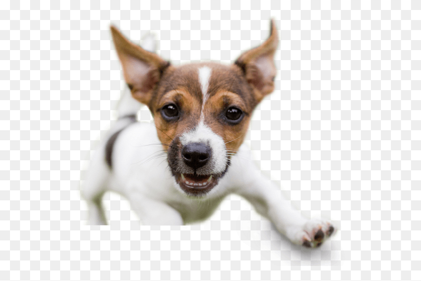 541x501 Animal Hospital Rio Rancho Fearless Puppy, Dog, Pet, Canine HD PNG Download