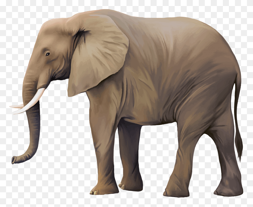 3885x3136 Animal Illustrator Illustration Real Transprent Realistic Elephant Clip Art, Mammal, Wildlife, Ivory HD PNG Download
