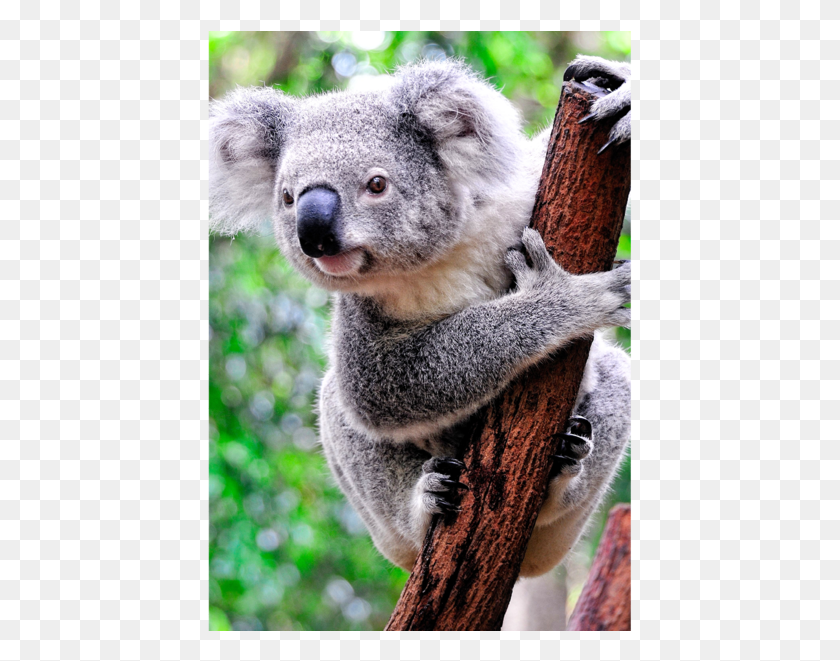 425x601 Animal Lives In Tree, Koala, Wildlife, Mammal HD PNG Download