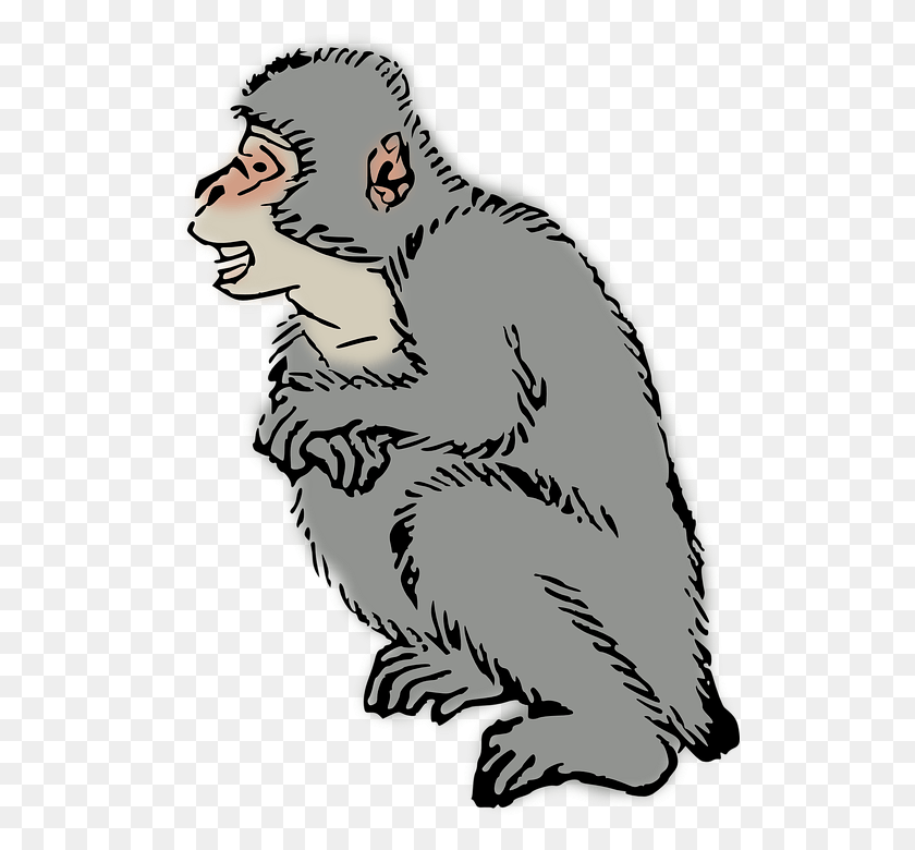 518x720 Animal Macaque Monkey Ape Japanese Macaque, Wildlife, Mammal, Bird HD PNG Download