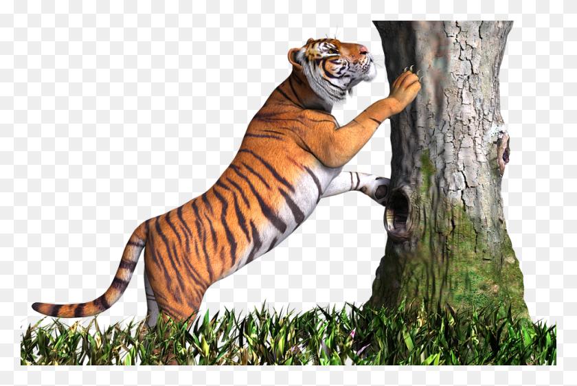 960x618 Animal Picsart Tree, Tiger, Wildlife, Mammal HD PNG Download