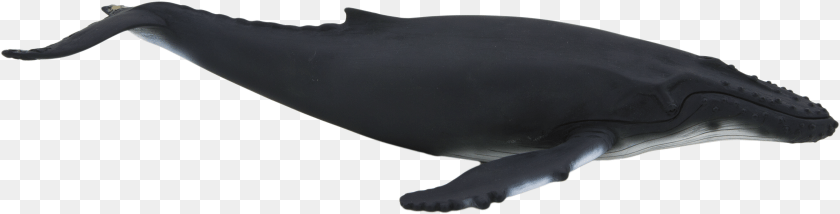 4694x1195 Animal Planet Mojo Humpback Whale, Mammal, Sea Life, Fish PNG